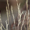 unknown grass