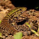 Blue tegu 
