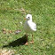 Silver gull