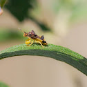 jagged assassin bug