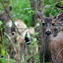 Mule Deer