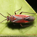 Scarlet Plant Bug
