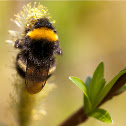 Bombus terrestris