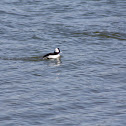 Bufflehead Drake