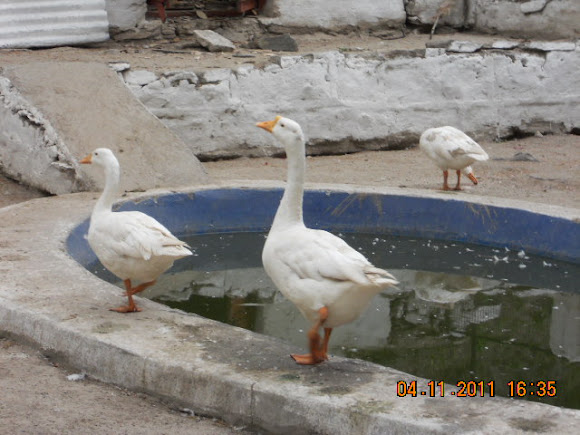 Spotting Image 1