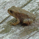 Common toad