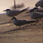 Common Tern