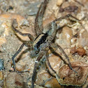 Thin-legged wolf spider