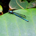 Damesfly
