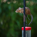 Eastern Chipmunk