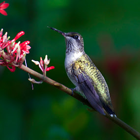 #Hummingbirds ……… They're coming back ……… 2017-02-27