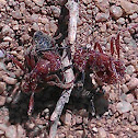 Red Ants