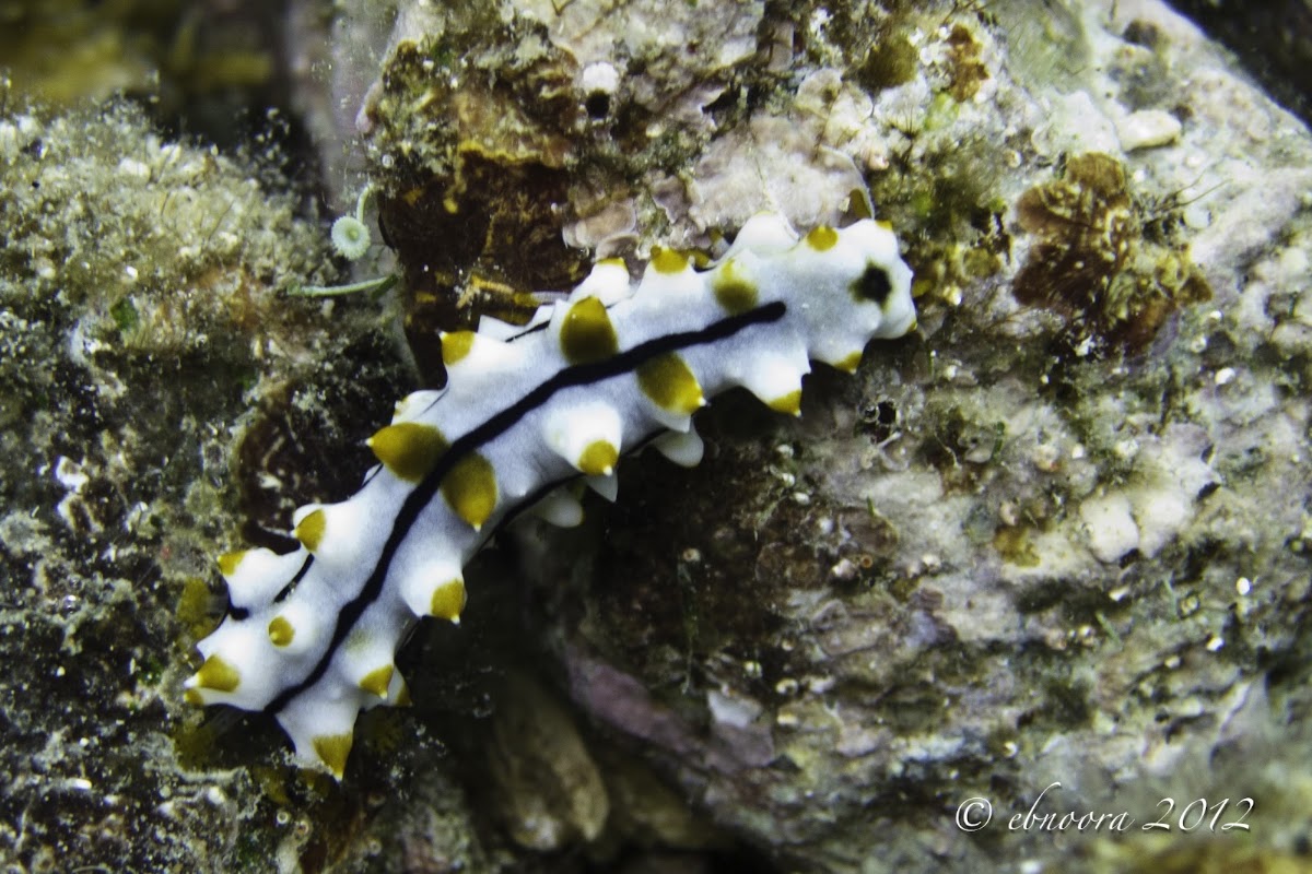 Graeffe's Sea Cucumber (Juvenile)