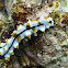 Graeffe's Sea Cucumber (Juvenile)