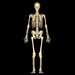 تعرف على عظامك.apk 1.0