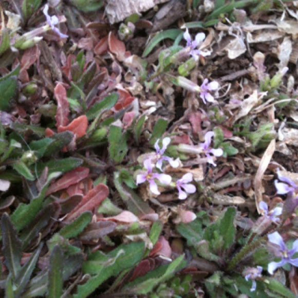 Spotting Image 1