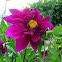Dalia. Dahlia
