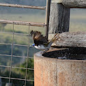 Blue-faced Honeyeater