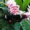 Ruby-spotted Swallowtail