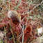 Pitcher Plant