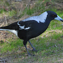 Australian Magpie