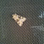 Collared Arches Moth