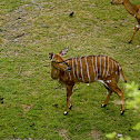 Nyala