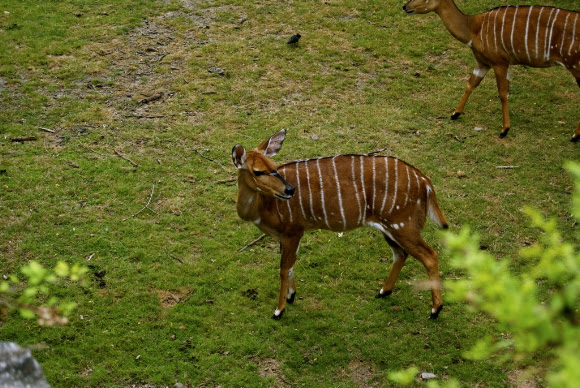 Spotting Image 1