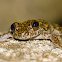 Waterfall Frog