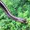 Eastern Garter Snake