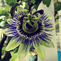 Blue Passion Flower