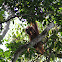 Sumatran Orangutan