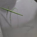 Walking Stick