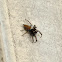 Jumping Spider