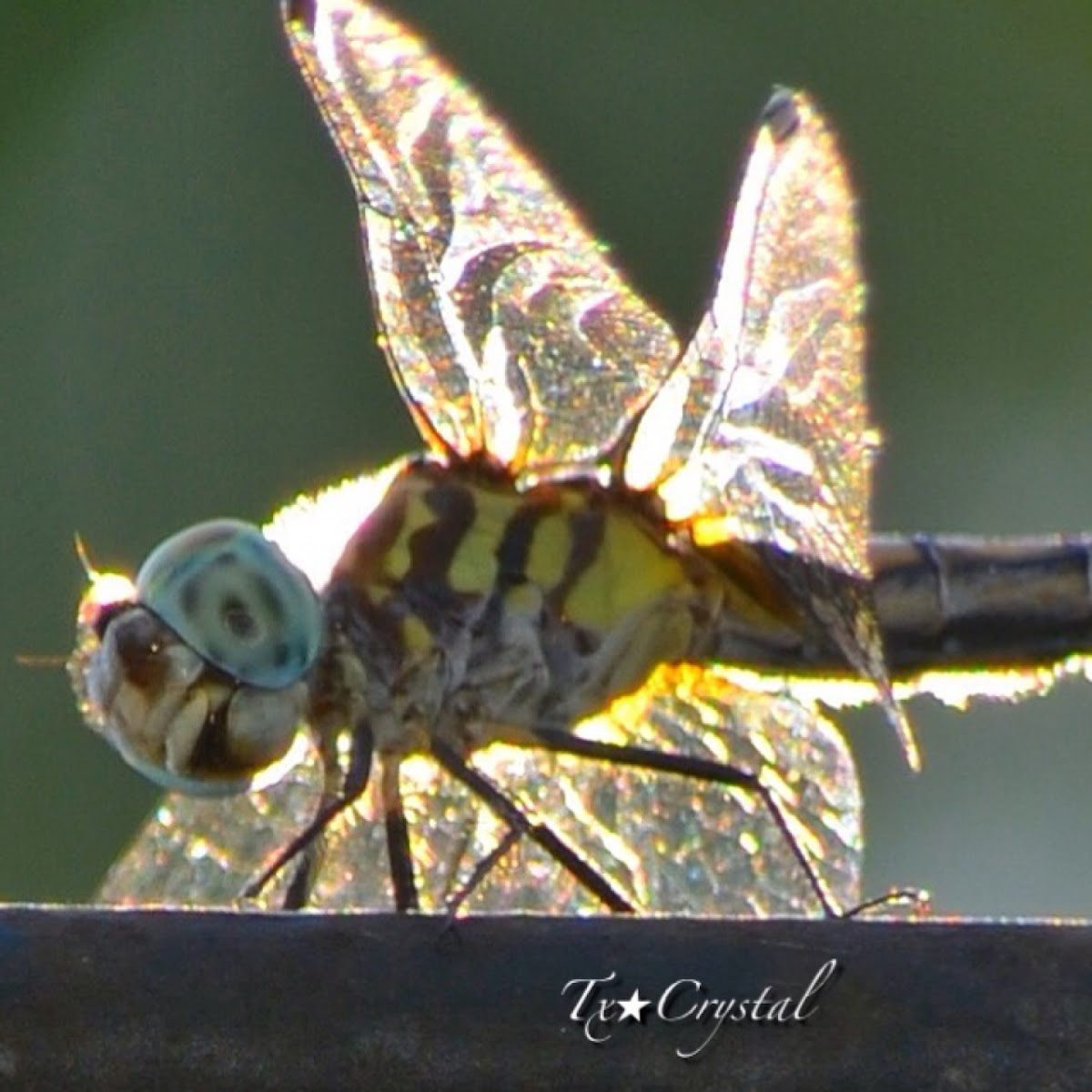 Dragonfly