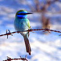 Little Green Bee-eater
