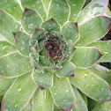 Succulents