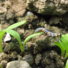 Seven-spot ladybird (larva)