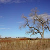 October Cottonwood