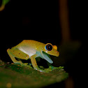 Green Bright-eyed Frog