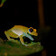 Green Bright-eyed Frog