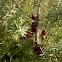Enebro rojo