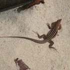 Brown anole