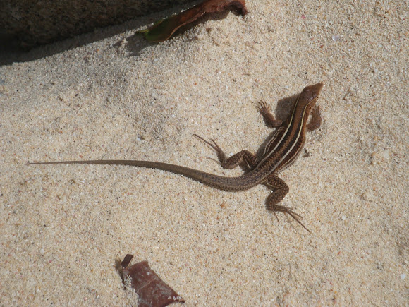 Spotting Image 1