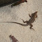 Brown anole