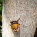 Walker's Cicada