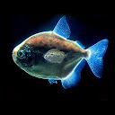 Piranha 3d aquarium LWP mobile app icon