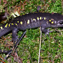 Spotted salamander