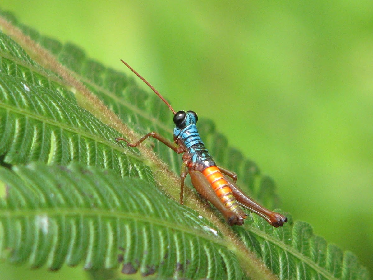 Grasshopper