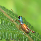 Grasshopper